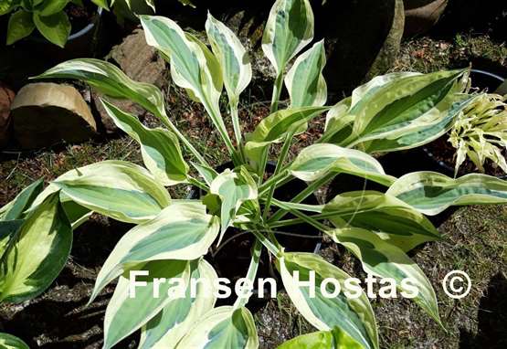 Hosta Obscene Gesture